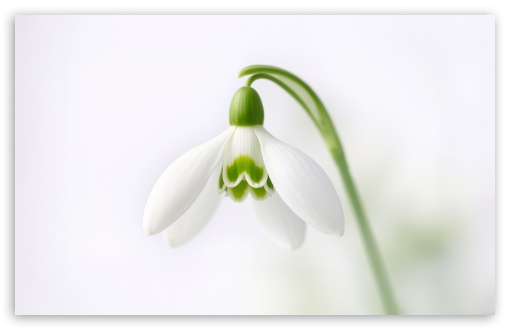 Early Spring Snowdrop Bloom Macro UltraHD Wallpaper for UHD 16:9 ; HD 16:9 ; UltraWide 21:9 24:10 ; Widescreen 16:10 5:3 ; Fullscreen 4:3 5:4 3:2 ; Tablet 1:1 ; Dual 5:4 ;