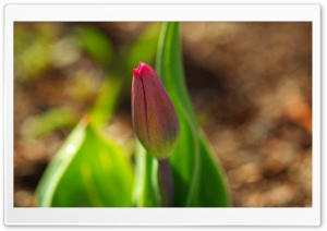 Early Spring Tulip Ultra HD Wallpaper for 4K UHD Widescreen desktop, tablet & smartphone