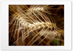 Ears Of Wheat Macro Ultra HD Wallpaper for 4K UHD Widescreen Desktop, Lockscreen, Screensaver, TV, Tablet, Smartphone