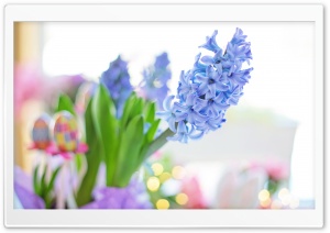 Easter 2020 Blue Hyacinth Flower, Spring Ultra HD Wallpaper for 4K UHD Widescreen desktop, tablet & smartphone