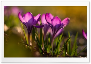 Easter Crocus Flowers Ultra HD Wallpaper for 4K UHD Widescreen desktop, tablet & smartphone