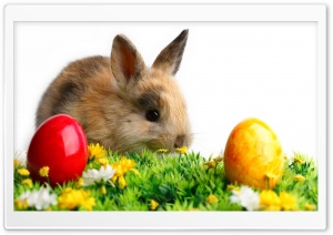 Easter Cute Rabbit Ultra HD Wallpaper for 4K UHD Widescreen desktop, tablet & smartphone