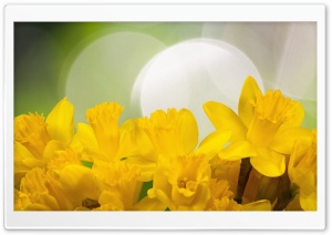 Easter Daffodils Flowers Spring Ultra HD Wallpaper for 4K UHD Widescreen desktop, tablet & smartphone
