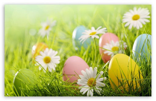 Easter Eggs 2022 Spring Grass Ultra HD Desktop Background Wallpaper for ...