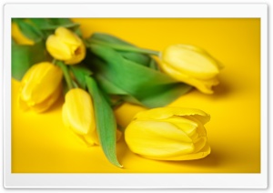 Easter Flowers Ultra HD Wallpaper for 4K UHD Widescreen desktop, tablet & smartphone