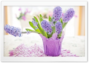 Easter Holiday 2020, Potted Hyacinths, Home Decor Ultra HD Wallpaper for 4K UHD Widescreen desktop, tablet & smartphone