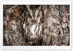 Eastern Screech Owl, Georgia Ultra HD Wallpaper for 4K UHD Widescreen desktop, tablet & smartphone