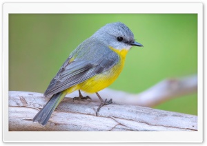 Eastern Yellow Robin Bird - Eopsaltria Australis Ultra HD Wallpaper for 4K UHD Widescreen Desktop, Lockscreen, Screensaver, TV, Tablet, Smartphone