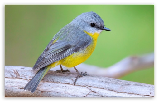 Eastern Yellow Robin Bird - Eopsaltria Australis UltraHD Wallpaper for UHD 16:9 2160p 1440p 1080p 900p 720p ; 8K UHD TV 16:9 Ultra High Definition 2160p 1440p 1080p 900p 720p ; UltraWide 21:9 24:10 ; Widescreen 16:10 5:3 WHXGA WQXGA WUXGA WXGA WGA ; Fullscreen 4:3 5:4 3:2 UXGA XGA SVGA QSXGA SXGA DVGA HVGA HQVGA ( Apple PowerBook G4 iPhone 4 3G 3GS iPod Touch ) ; Tablet 1:1 ;