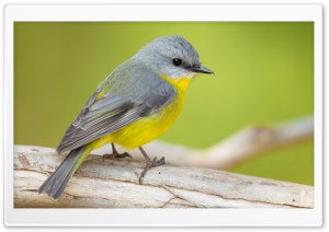 Eastern Yellow Robin Bird, Australia Ultra HD Wallpaper for 4K UHD Widescreen Desktop, Lockscreen, Screensaver, TV, Tablet, Smartphone