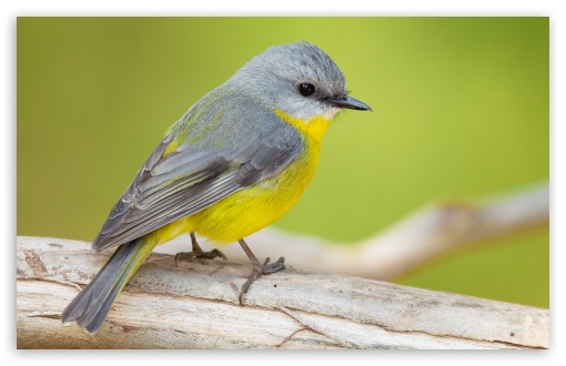 Eastern Yellow Robin Bird, Australia UltraHD Wallpaper for UHD 16:9 2160p 1440p 1080p 900p 720p ; 8K UHD TV 16:9 Ultra High Definition 2160p 1440p 1080p 900p 720p ; UltraWide 21:9 24:10 ; Widescreen 16:10 5:3 WHXGA WQXGA WUXGA WXGA WGA ; Fullscreen 4:3 5:4 3:2 UXGA XGA SVGA QSXGA SXGA DVGA HVGA HQVGA ( Apple PowerBook G4 iPhone 4 3G 3GS iPod Touch ) ; Tablet 1:1 ;