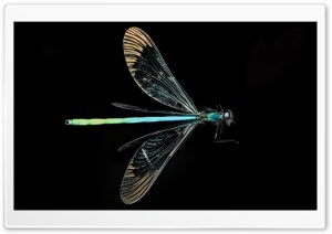 Ebony Jewelwing Damselfly, Wings, Macro, Black Background 4K UHD Wallpaper for Widescreen and UltraWide Desktop, UltraHD TV, Smartphone, Tablet