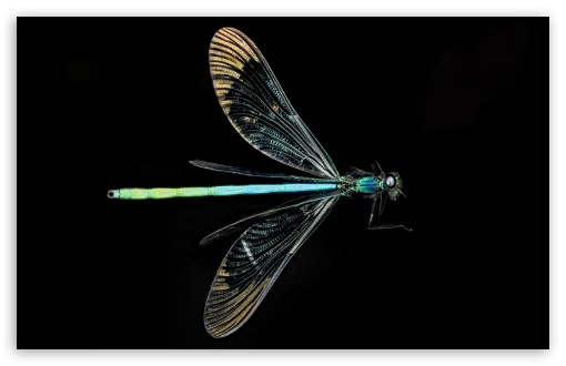 Ebony Jewelwing Damselfly, Wings, Macro, Black Background UltraHD Wallpaper for UHD 16:9 ; HD 16:9 ; Widescreen 16:10 5:3 ; Fullscreen 4:3 5:4 3:2 ; Tablet 1:1 ;