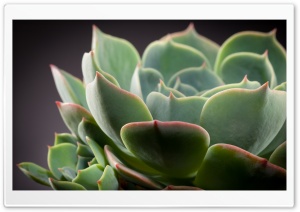 Echeveria Cactus Ultra HD Wallpaper for 4K UHD Widescreen desktop, tablet & smartphone