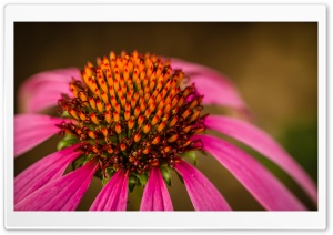 Echinacea Ultra HD Wallpaper for 4K UHD Widescreen desktop, tablet & smartphone
