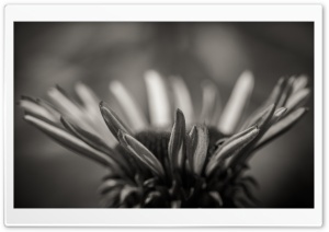Echinacea Black and White Ultra HD Wallpaper for 4K UHD Widescreen desktop, tablet & smartphone