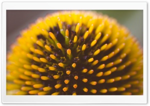 Echinacea Head Ultra HD Wallpaper for 4K UHD Widescreen desktop, tablet & smartphone