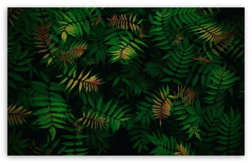 Eco Friendly Green Plant Scene UltraHD Wallpaper for UHD 16:9 ; HD 16:9 ; UltraWide 21:9 24:10 32:9 32:10 ; Widescreen 16:10 5:3 ; Fullscreen 4:3 5:4 3:2 ; Tablet 1:1 ; Mobile 9:16 9:19.5 9:20 9:21 9:22 10:16 2:3 3:5 3:4 ; Dual 16:10 5:3 16:9 4:3 5:4 3:2 ;