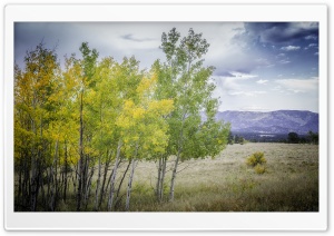 Edge of Aspen Grove Ultra HD Wallpaper for 4K UHD Widescreen desktop, tablet & smartphone