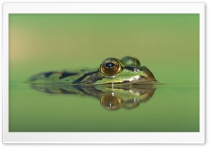 Edible Frog Germany Rana Esculenta Ultra HD Wallpaper for 4K UHD Widescreen desktop, tablet & smartphone