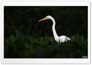 Egret, Bird, Wildlife, Nature, Conservation, Biodiversity, Habitat 4K UHD Wallpaper for Widescreen and UltraWide Desktop, UltraHD TV, Smartphone, Tablet
