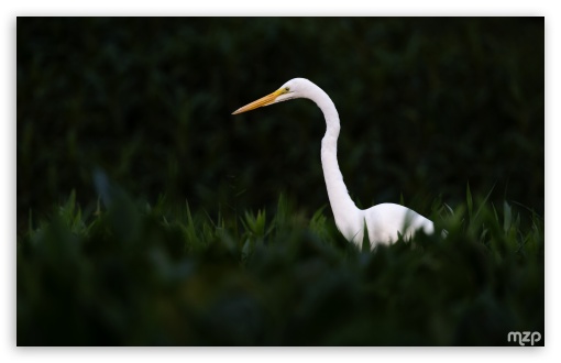 Egret, Bird, Wildlife, Nature, Conservation, Biodiversity, Habitat UltraHD Wallpaper for UHD 16:9 ; HD 16:9 ; Widescreen 16:10 5:3 ; Fullscreen 4:3 5:4 3:2 ; Tablet 1:1 ;