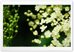 Elderflower Ultra HD Wallpaper for 4K UHD Widescreen desktop, tablet & smartphone