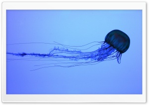 Electric Jellyfish Swimming Ultra HD Wallpaper for 4K UHD Widescreen desktop, tablet & smartphone