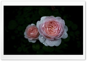 Elegant Queen of Sweden Rose Close Up 4K UHD Wallpaper for Widescreen and UltraWide Desktop, UltraHD TV, Smartphone, Tablet