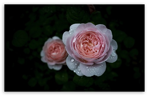 Elegant Queen of Sweden Rose Close Up UltraHD Wallpaper for UHD 16:9 ; HD 16:9 ; UltraWide 21:9 24:10 32:9 32:10 ; Widescreen 16:10 5:3 ; Fullscreen 4:3 5:4 3:2 ; Tablet 1:1 ; Mobile 9:16 9:19.5 9:20 9:21 9:22 10:16 2:3 3:5 3:4 ; Dual 16:10 5:3 16:9 4:3 5:4 3:2 ;