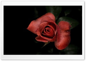 Elegant Rose in Low Light with Dew 4K UHD Wallpaper for Widescreen and UltraWide Desktop, UltraHD TV, Smartphone, Tablet