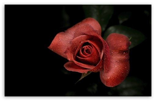 Elegant Rose in Low Light with Dew 4K UHD Wallpaper for Widescreen and UltraWide Desktop, UltraHD TV, Smartphone, Tablet Elegant Rose in Low Light with Dew UltraHD Wallpaper for UHD 16:9 ; HD 16:9 ; UltraWide 21:9 24:10 32:9 32:10 ; Widescreen 16:10 5:3 ; Fullscreen 4:3 5:4 3:2 ; Tablet 1:1 ; Mobile 9:16 9:19.5 9:20 9:21 9:22 10:16 2:3 3:5 3:4 ; Dual 16:10 5:3 16:9 4:3 5:4 3:2 ;