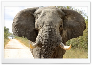 Elephant 4K UHD Wallpaper for Widescreen and UltraWide Desktop, UltraHD TV, Smartphone, Tablet