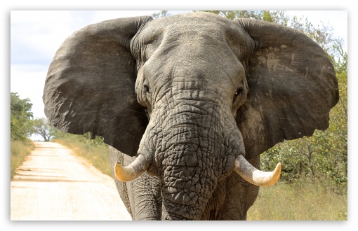 Elephant UltraHD Wallpaper for UHD 16:9 ; HD 16:9 ; Widescreen 16:10 5:3 ; Fullscreen 3:2 ;