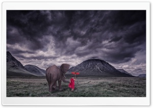 Elephant, Child Monk, Field, Storm Clouds Ultra HD Wallpaper for 4K UHD Widescreen desktop, tablet & smartphone