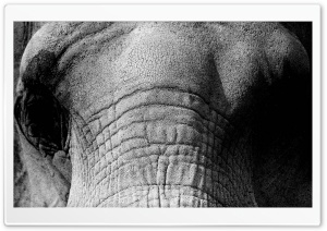 Elephant Face Ultra HD Wallpaper for 4K UHD Widescreen desktop, tablet & smartphone