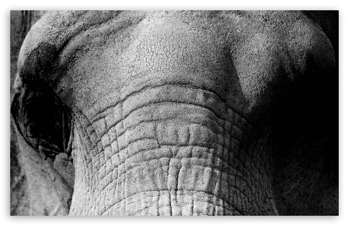 Elephant Face UltraHD Wallpaper for HD 16:9 ; Widescreen 16:10 5:3 ; Fullscreen 3:2 ;