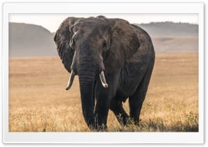 Elephant in Savanna Wildlife Scene 4K UHD Wallpaper for Widescreen and UltraWide Desktop, UltraHD TV, Smartphone, Tablet