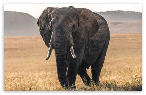 Elephant in Savanna Wildlife Scene UltraHD Wallpaper for UHD 16:9 ; HD 16:9 ; UltraWide 21:9 24:10 ; Widescreen 16:10 ; Tablet 1:1 ; Mobile 9:16 9:19.5 9:20 ;