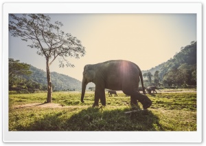 Elephant In Thailand Ultra HD Wallpaper for 4K UHD Widescreen desktop, tablet & smartphone