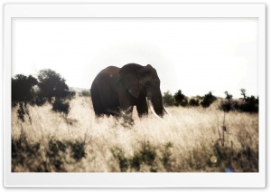 Elephant re-edited Ultra HD Wallpaper for 4K UHD Widescreen desktop, tablet & smartphone