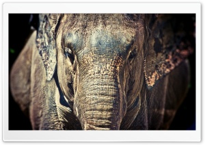 Elephant Trunk Ultra HD Wallpaper for 4K UHD Widescreen desktop, tablet & smartphone