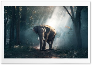 Elephant Wildlife Ultra HD Wallpaper for 4K UHD Widescreen desktop, tablet & smartphone