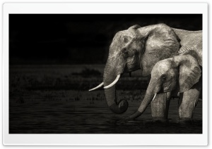 Elephants Ultra HD Wallpaper for 4K UHD Widescreen desktop, tablet & smartphone