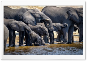 Elephants Drinking Water, Wild Animals Ultra HD Wallpaper for 4K UHD Widescreen desktop, tablet & smartphone