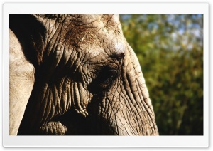 Elephants Eye Ultra HD Wallpaper for 4K UHD Widescreen desktop, tablet & smartphone