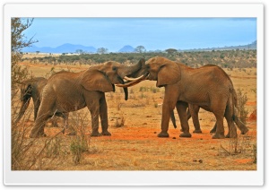 Elephants Fighting Ultra HD Wallpaper for 4K UHD Widescreen desktop, tablet & smartphone