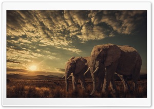 Elephants, Sunset, Nature Ultra HD Wallpaper for 4K UHD Widescreen desktop, tablet & smartphone