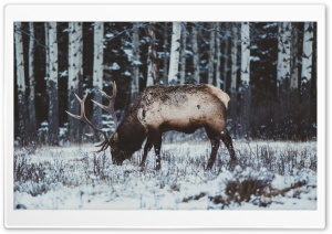 Elk in Snow, Winter Ultra HD Wallpaper for 4K UHD Widescreen desktop, tablet & smartphone