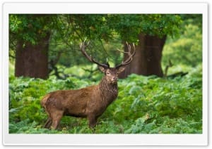 Elk Wildlife 4K UHD Wallpaper for Widescreen and UltraWide Desktop, UltraHD TV, Smartphone, Tablet